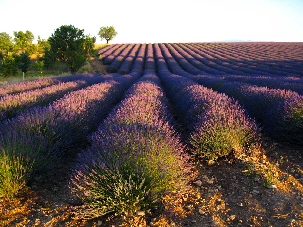 champs de lavande anglais