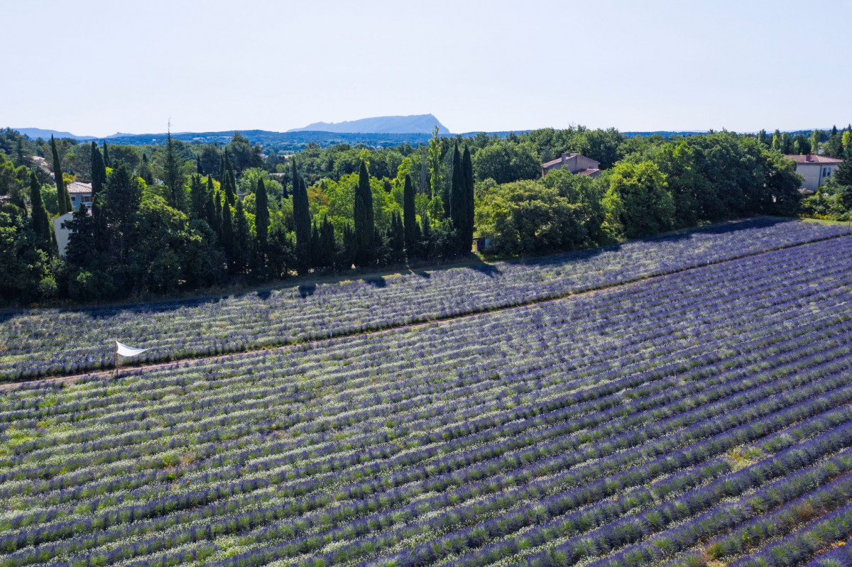 Atelier savon et visite des champs de lavande