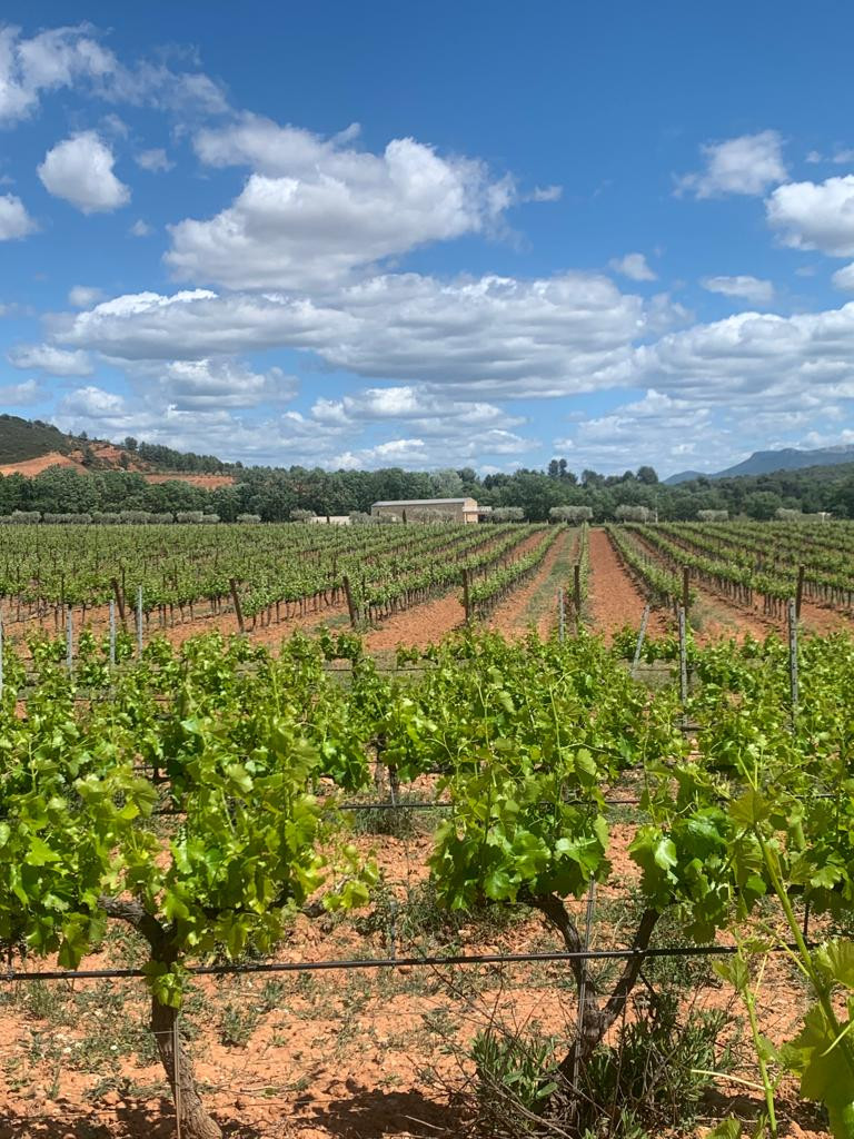 chateau-de-la-galiniere-vineyards-and-wine-immersion - © VINEYARDS AND WINE IMMERSION chateau-de-la-galiniere-vineyards-and-wine-immersion-3-218320