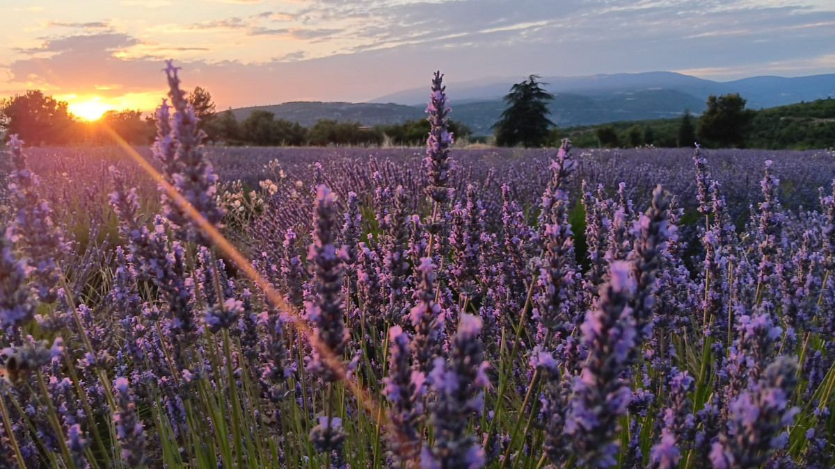 lavender-sunset-218246