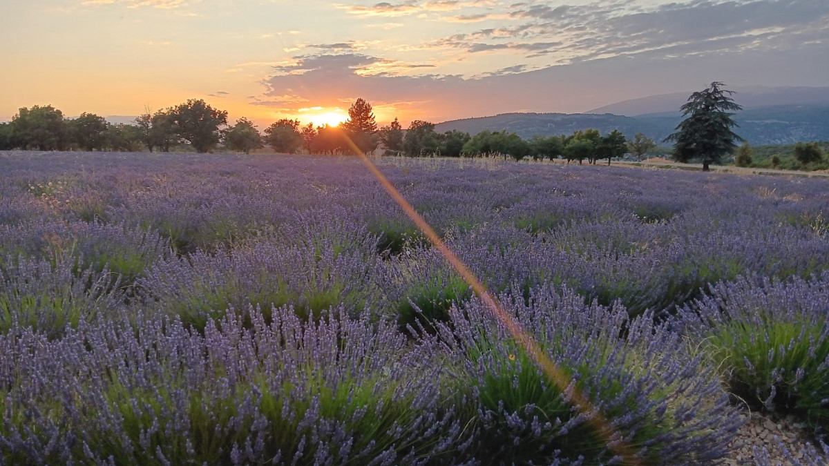 sunset-lavender-tour-218250