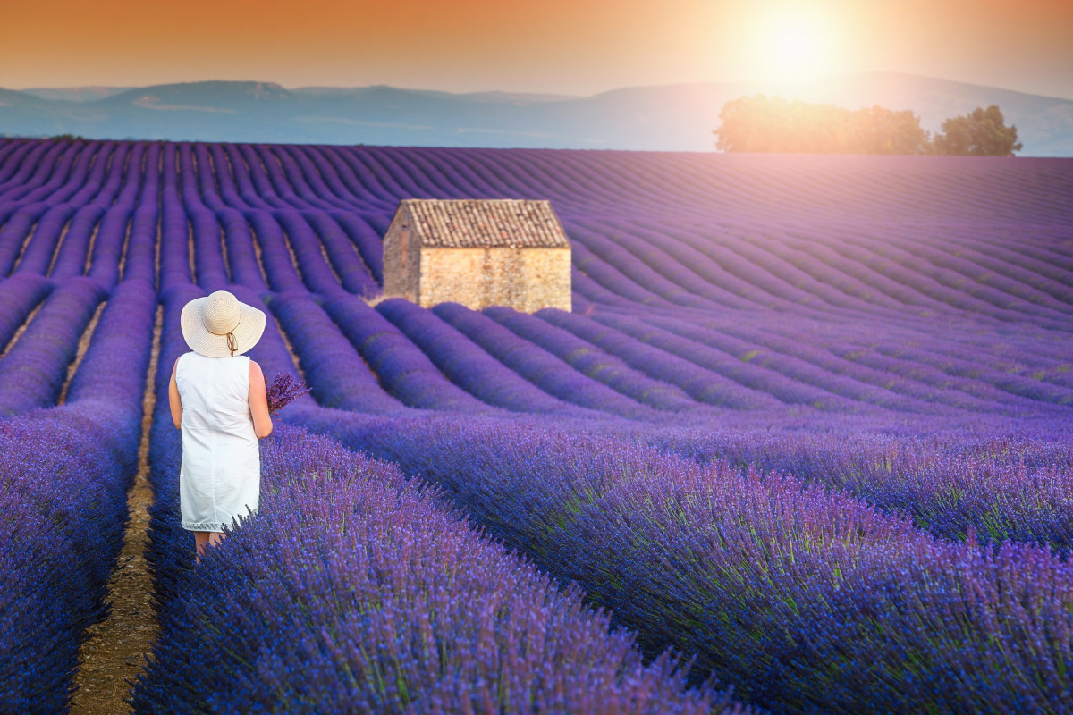 Excursion champs de lavande à Valensole