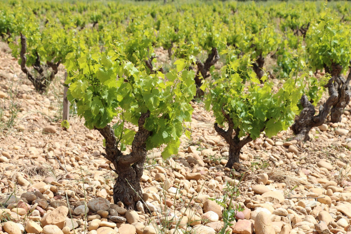  Excursion : Vignoble Chateauneuf du Pape