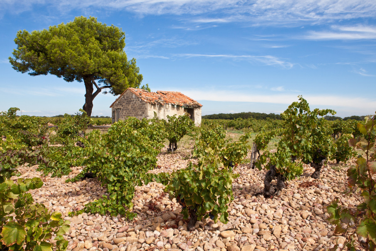  Excursion : Vignoble Chateauneuf du Pape