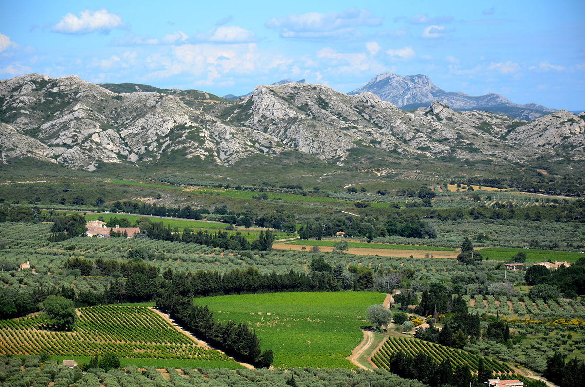 JournÃ©e dÃ©couverte Alpilles - Vin et huile dâolive autour des villages de Saint RÃ©my et des Baux de Provence