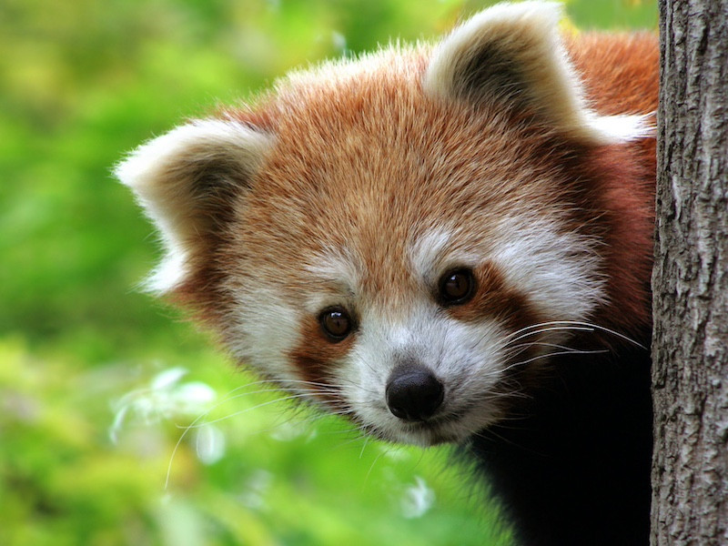 Parc animalier de la barben