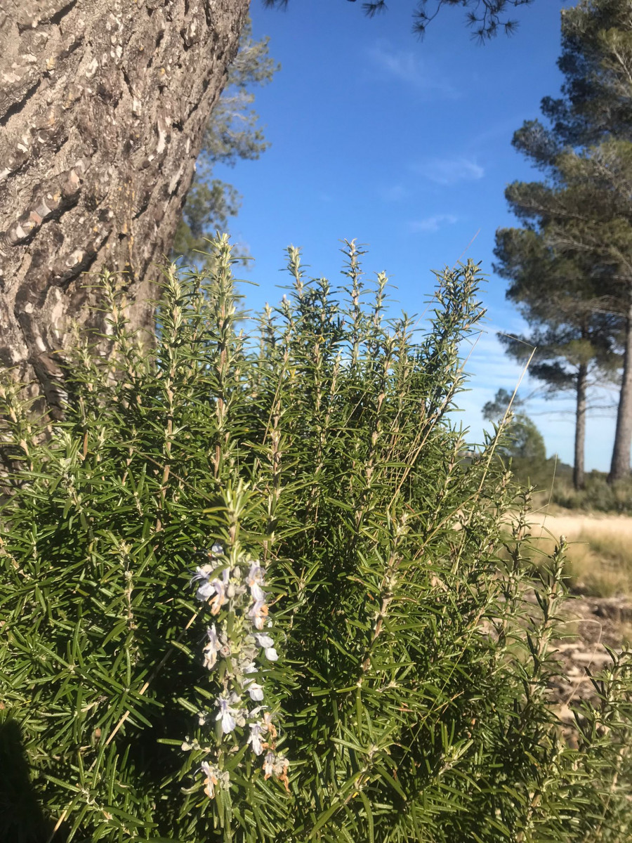PASTIS TOUR - Atelier collectif et balade-dÃ©couverte des plantes aromatiques