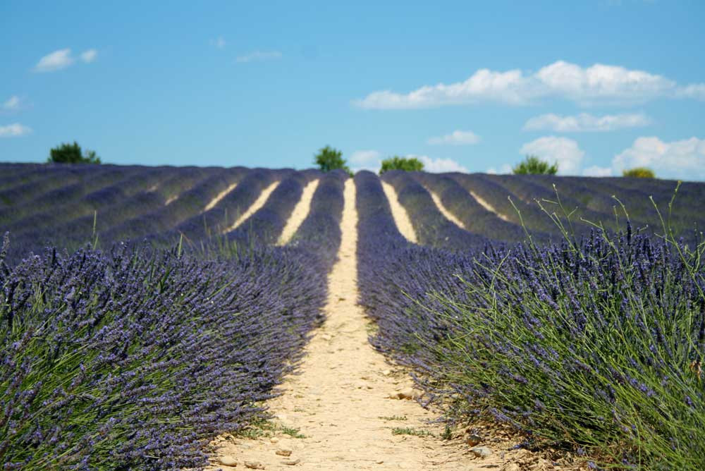 Tour de Lavande après-midi - © OT Valensole Tour de Lavande après-midi