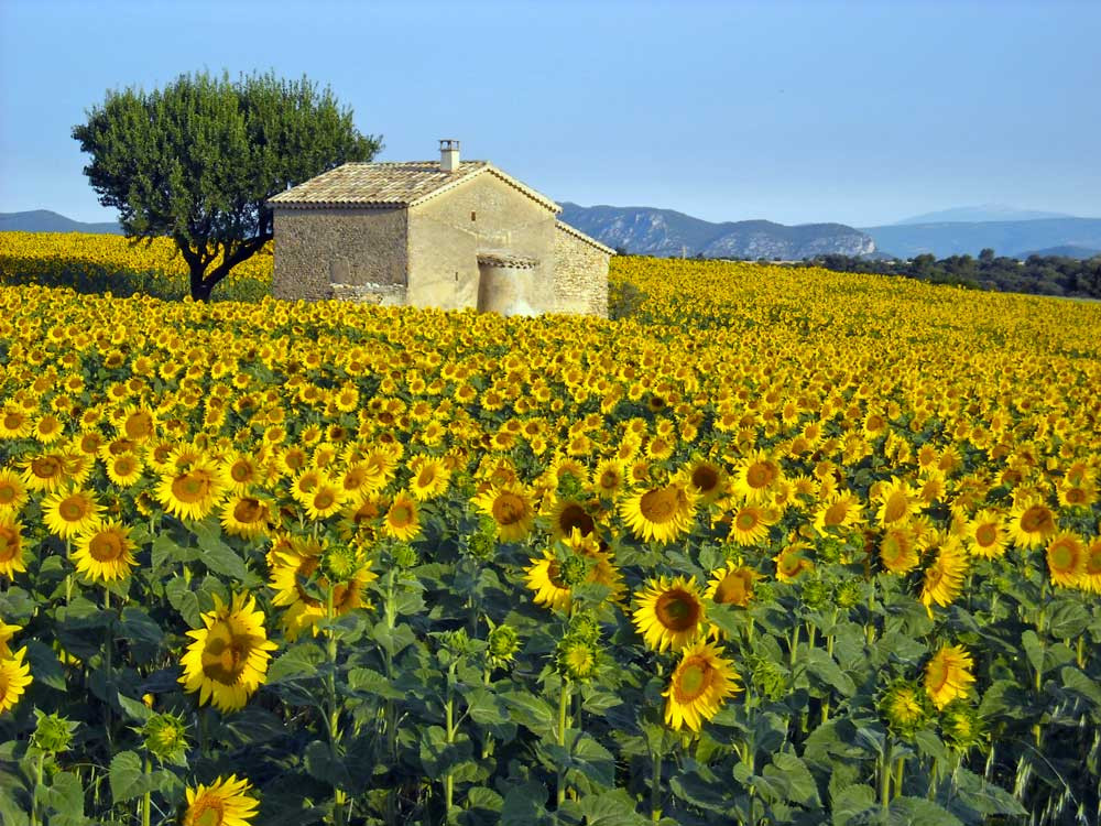 Tour de Lavande après-midi - © OT Valensole Tour de Lavande après-midi