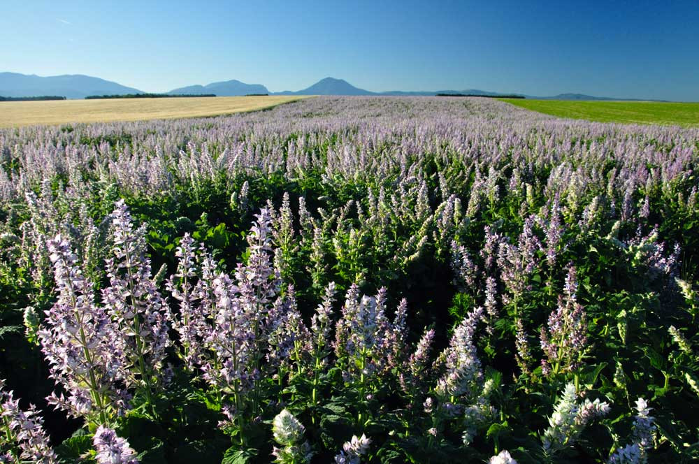 Tour de Lavande après-midi - © OT Valensole Tour de Lavande après-midi