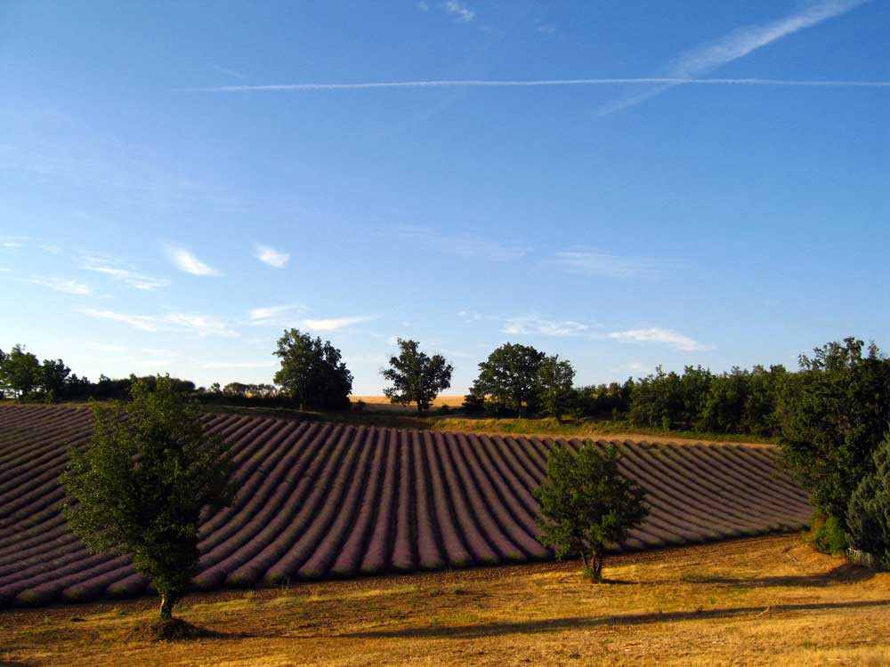 Tour de Lavande matin