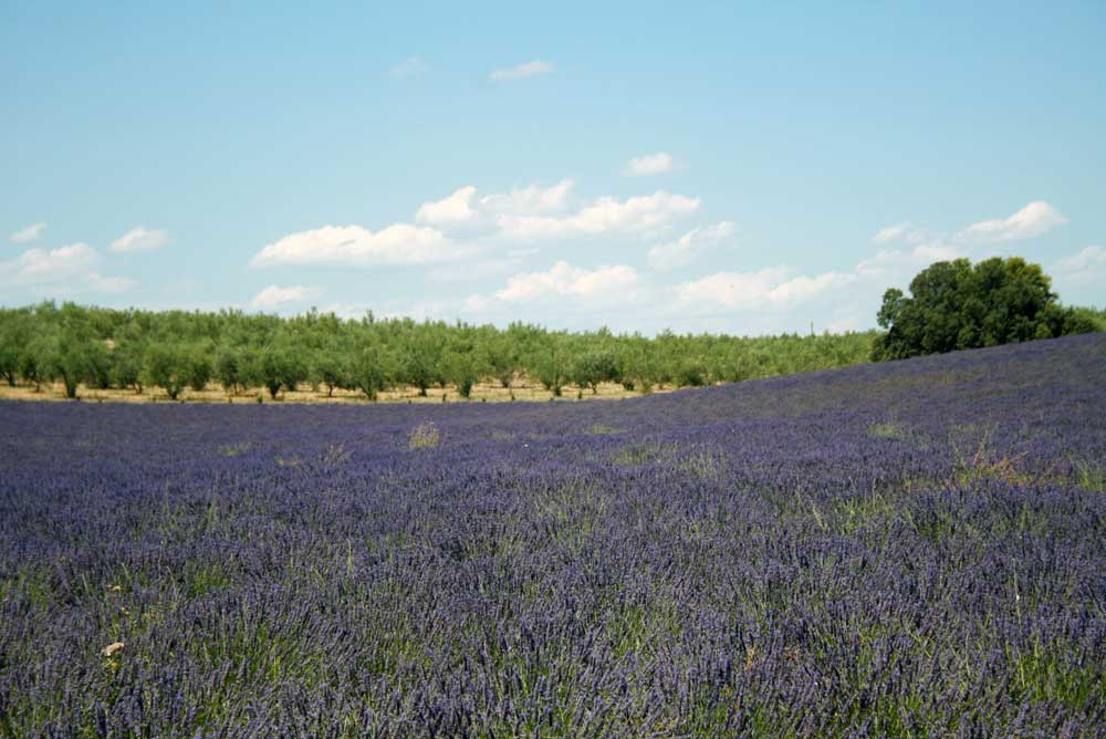 Tour de Lavande matin