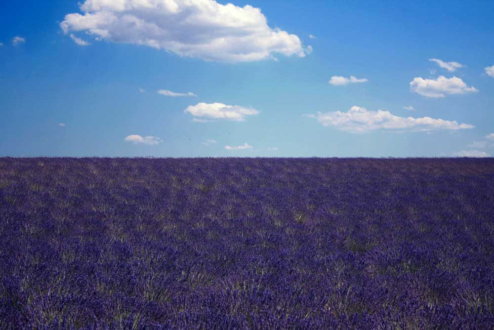 Tour de Lavande matin