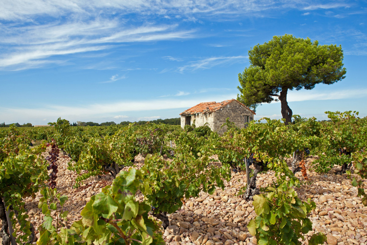 Vignoble Chateauneuf-du-Pape - op5