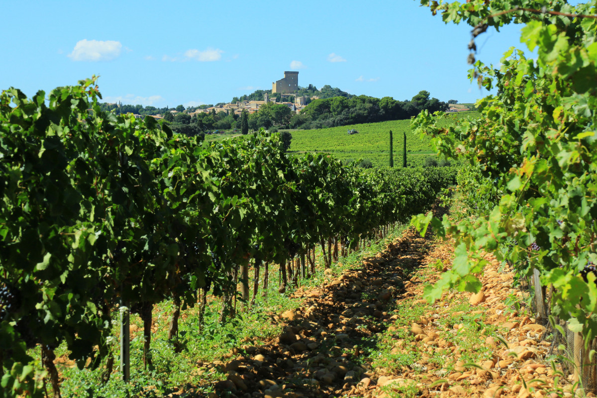 Vignoble Chateauneuf-du-Pape - op5