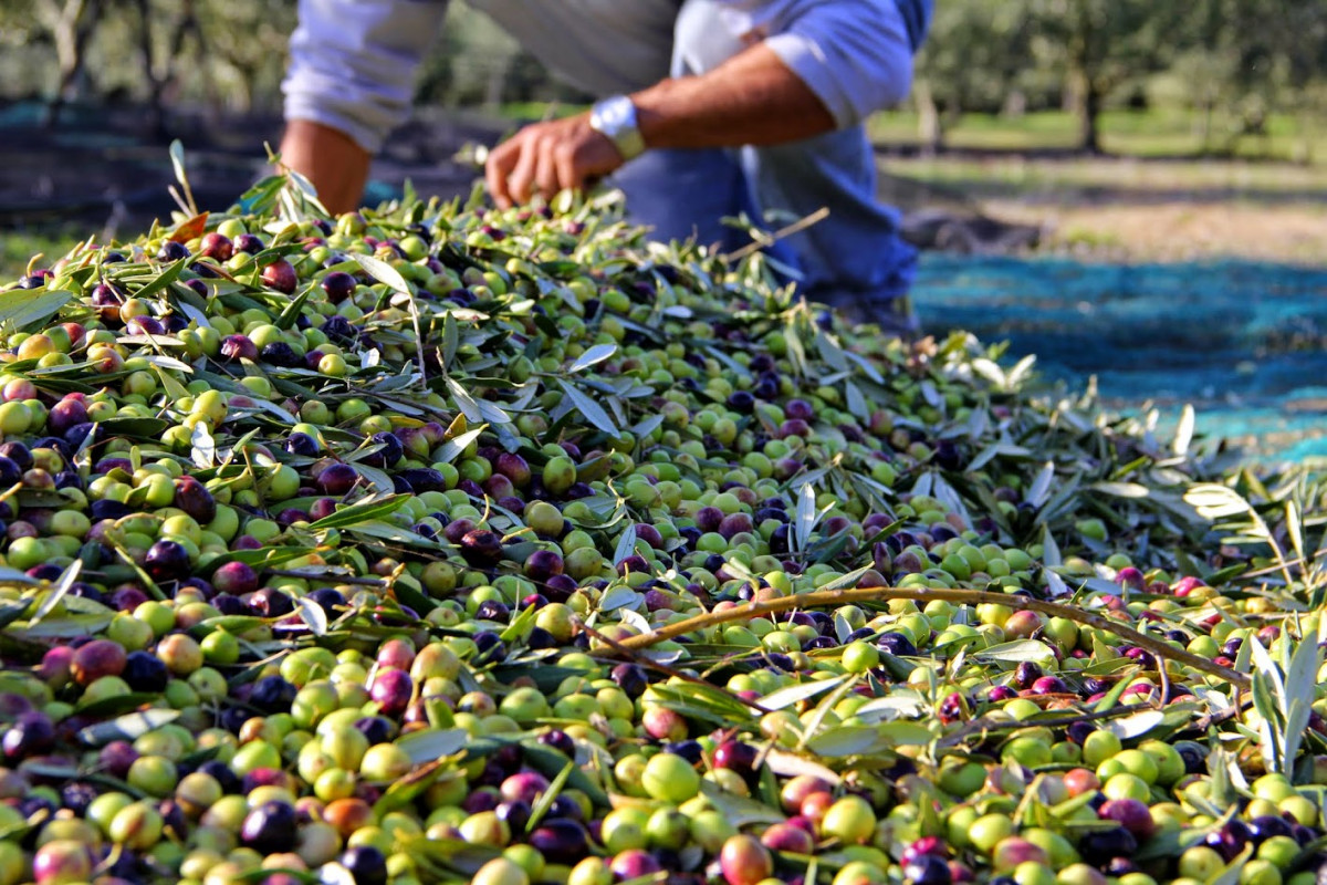 Villages of the Luberon & olive oil mill tour - op2