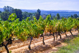 EXCURSION  Les Vins de Provence