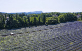 TERRE UGO - Visite des champs de lavande
