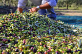 Villages of the Luberon & olive oil mill tour - op2