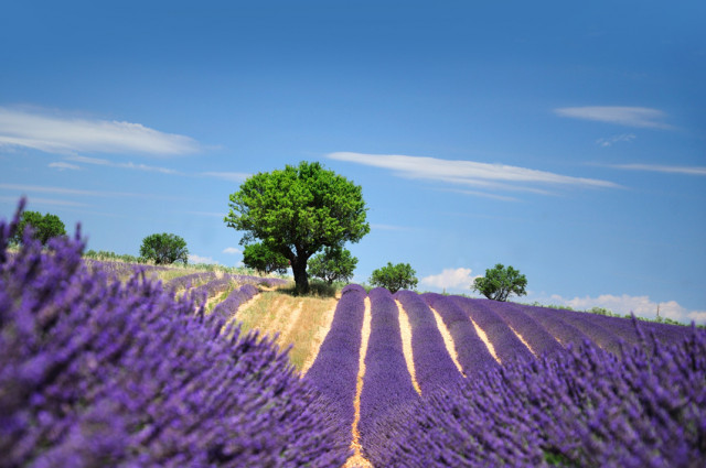 landscape lavender
