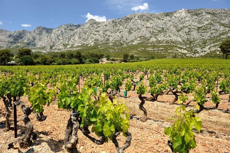 Vignes - Côtes de Provence aix en provence office de tourisme centrale de réservation