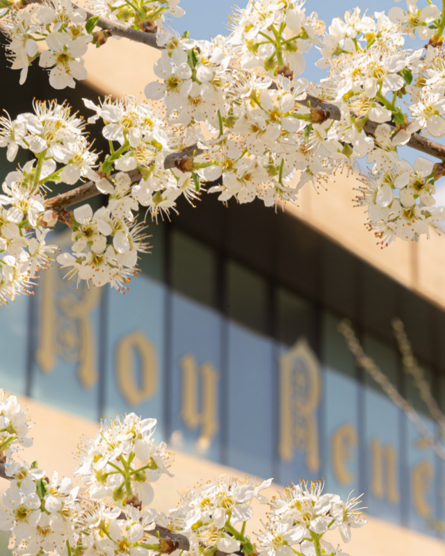 MUSÉE DU CALISSON - Visite de l'espace muséal et des jardins du Roy René, suivie d'une dégustation
