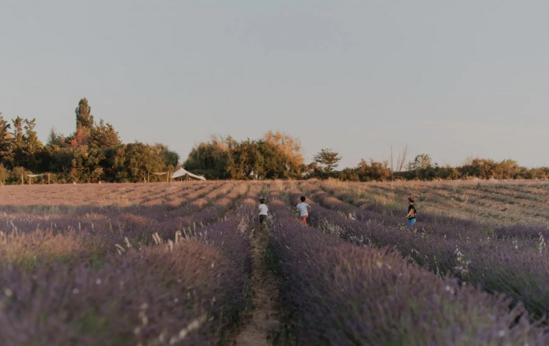 TERRE UGO - Visite des champs de lavande