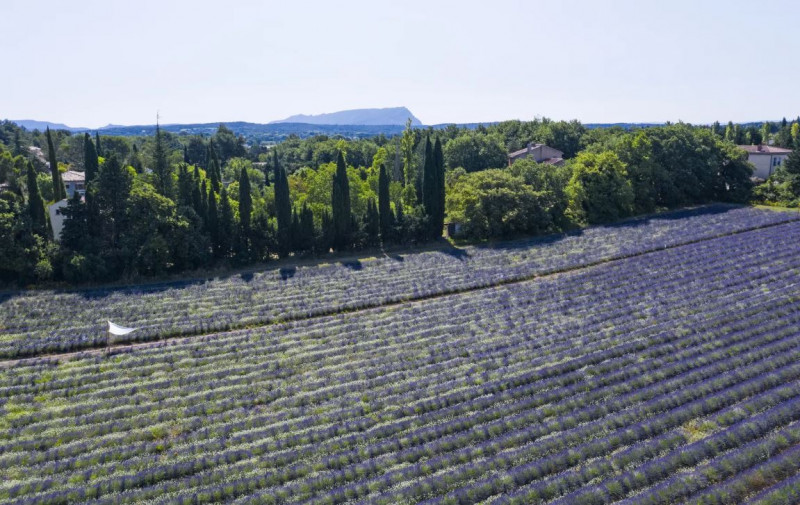 TERRE UGO - Visite des champs de lavande