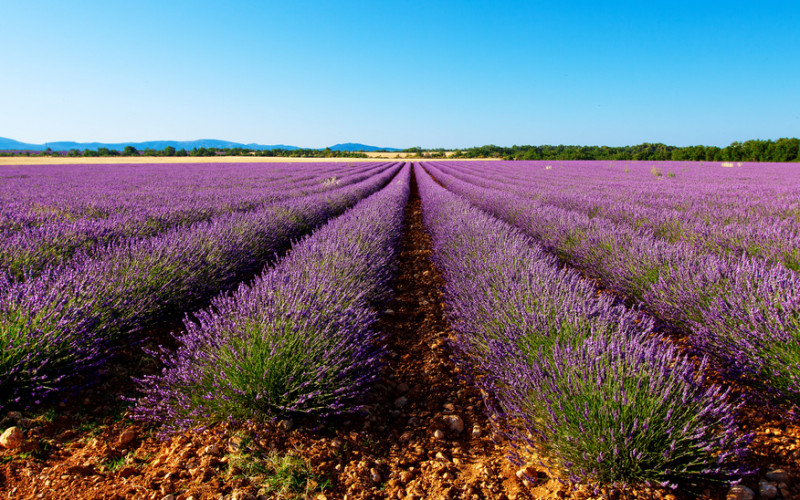 lavender field Aix en Provence tourist office  booking center 